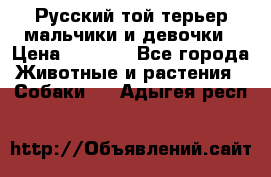 Русский той-терьер мальчики и девочки › Цена ­ 8 000 - Все города Животные и растения » Собаки   . Адыгея респ.